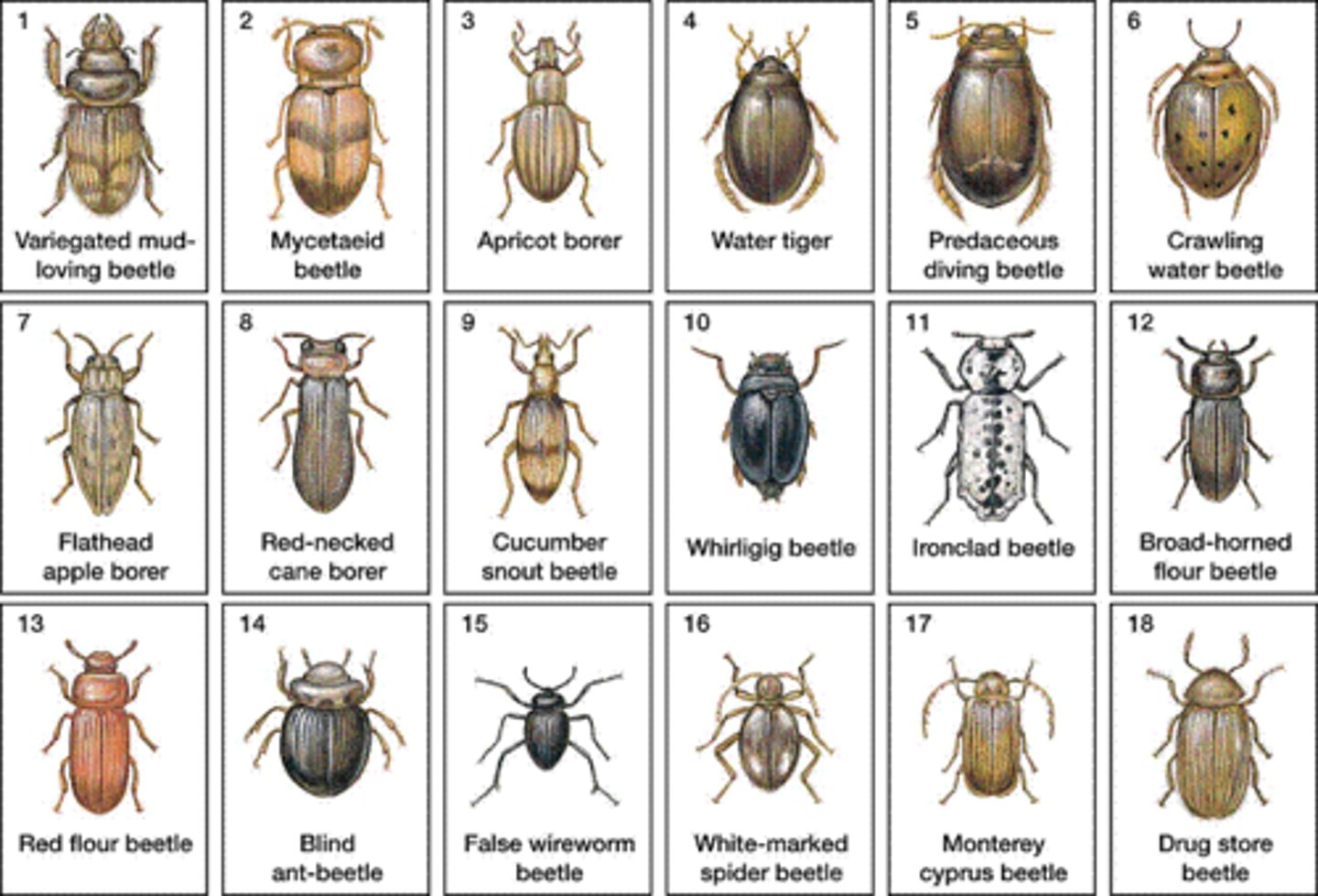 <p>We are looking for a brown beetle with long curved antennae, 6 legs, forelegs pointed forward, white spot on head.</p><p>A. 2 B. 5 C. 17 D. 18</p>