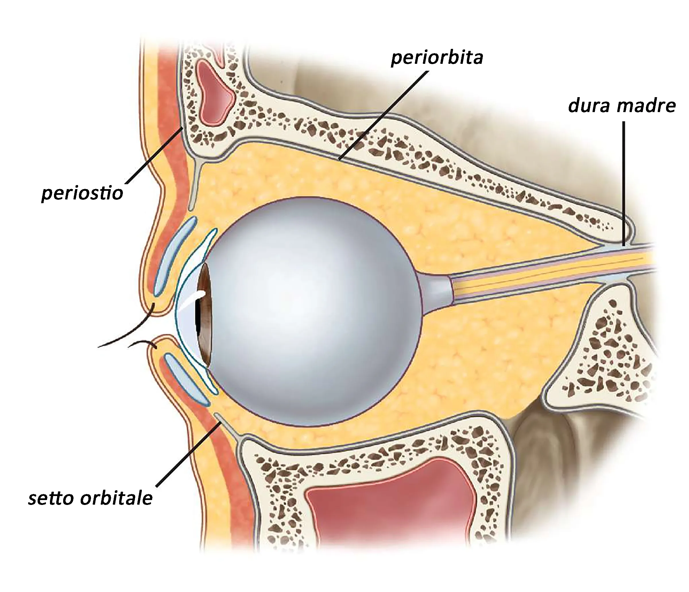 <p>sclera and periorbita</p>