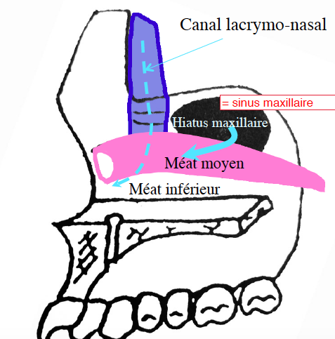 <p>Méat inférieur</p>