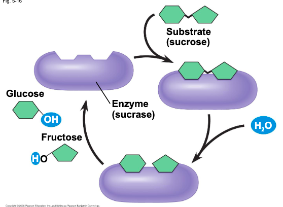 <ul><li><p>a type of protein that acts as a catalyst to speed up chemical reactions </p></li><li><p>can perform their functions repeatedly functioning as workhorses that carry out the processes of life </p></li></ul>