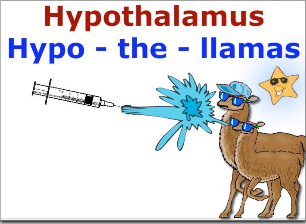 <p>what is the function of the hypothalamus?</p>