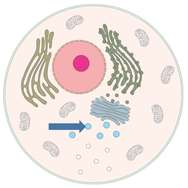 <p>Small membrane-bound packets of enzymes that digest microorganisms and cell debris.</p>