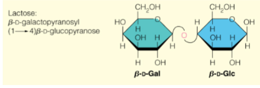 <p>𝛽-D-Galp-(1-&gt;4)-𝛽-D-Glcp</p>
