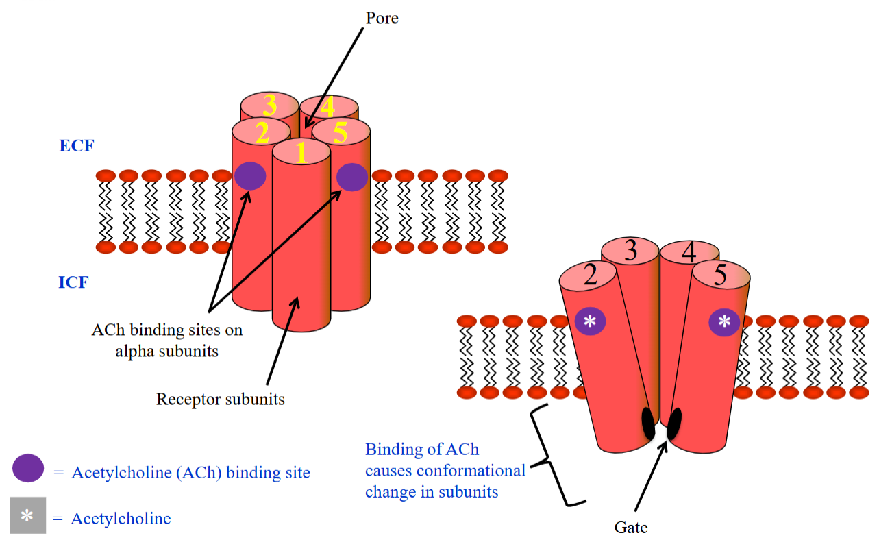 <ul><li><p>Made of 5 subunits forming a ring-shaped pore in the PM.</p></li></ul><ul><li><p>Composed of α, β, γ, and δ subunits in various combinations.</p></li><li><p>The α-subunits contain the ACh binding sites; at least two α-subunits are required to bind ACh.</p></li></ul><p></p>
