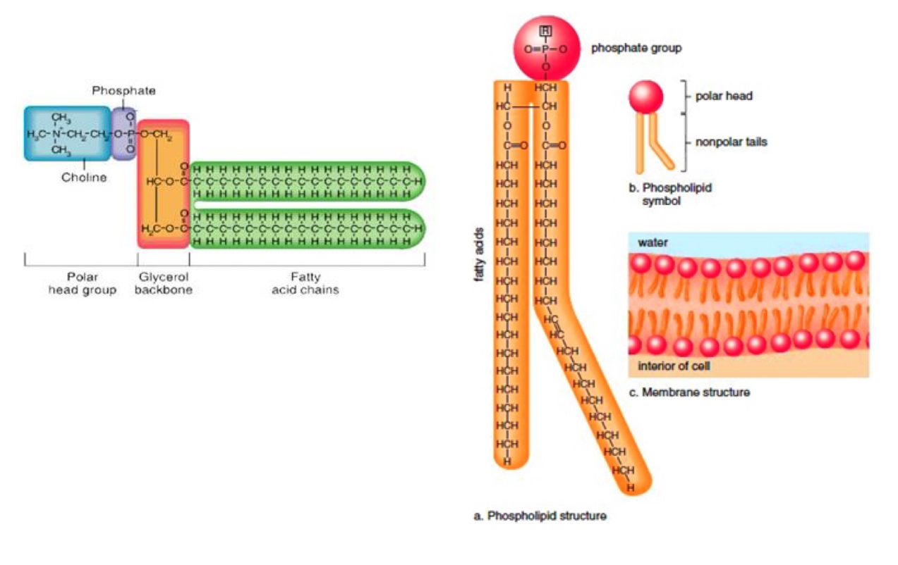 <p>One fatty acid (hydrophobic)  is replaced by a phosphate group (hydrophilic) </p>