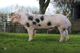 <p>Pietrain (OB)</p>