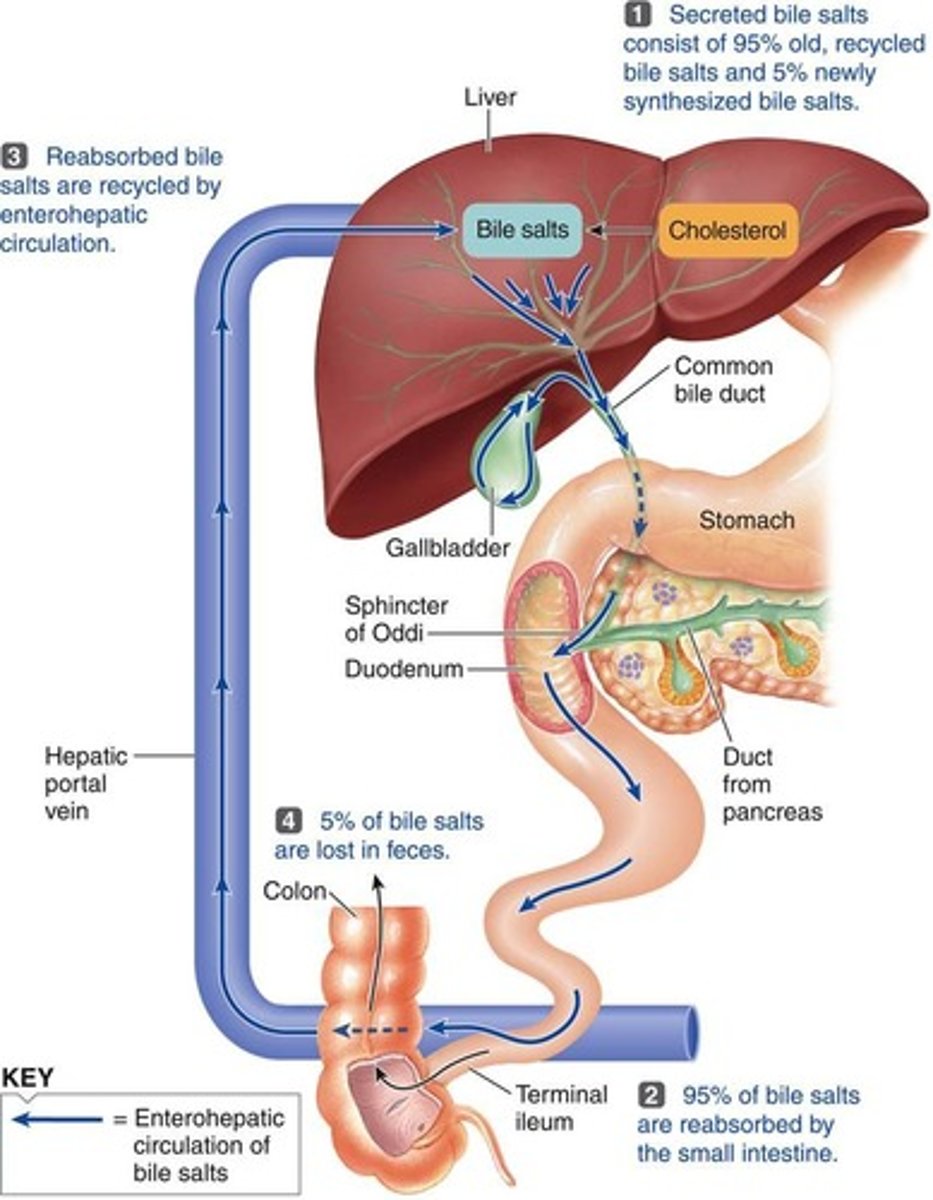 <p>-bile is recycled and goes back to the liver</p><p>-from the liver through the common hepatic duct to the gall bladder for storage</p><p>-95% is absorbed into the hepatic portal vein and transported to the liver</p>