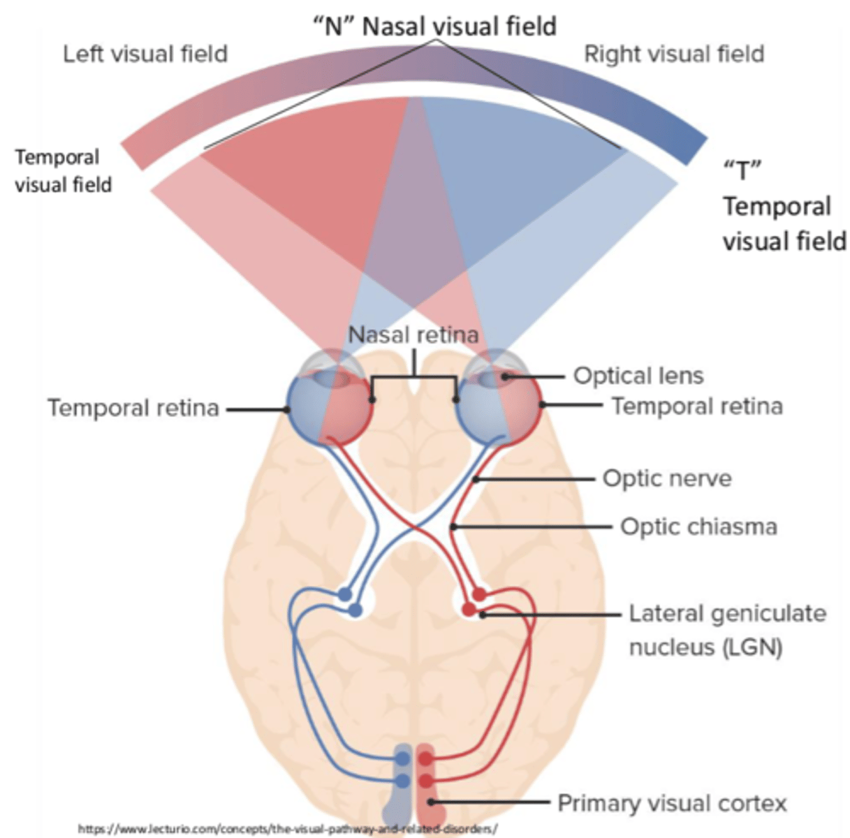 <p>Temporal retina</p>