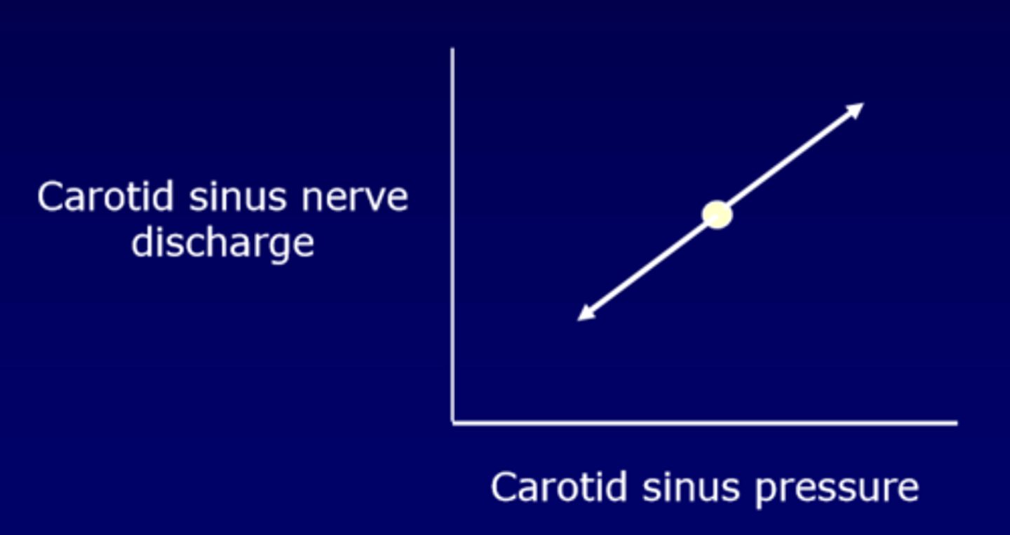 <p>carotid sinus and the aortic nerves</p>