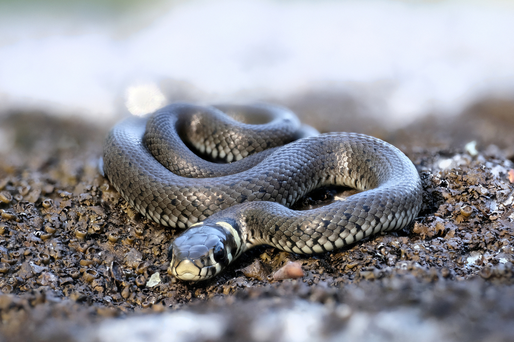 <p>Zaskroniec zwyczajny</p>