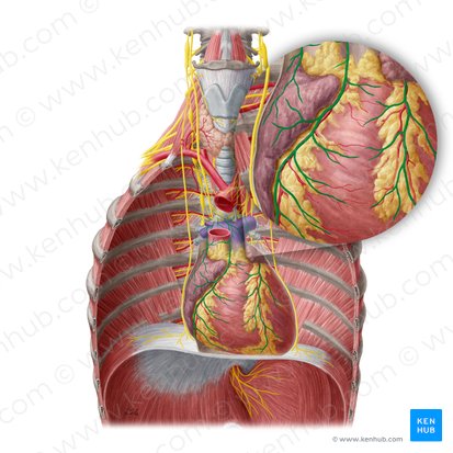 <ul><li><p>innervation of the heart</p></li><li><p>modify the rate and strength of </p></li><li><p>contraction of the heart muscle </p></li><li><p>composed of parasympathetic fibers from the <strong>vagus nerve </strong>and fibers from <strong>the cervical and thoracic sympathetic ganglia </strong></p></li></ul><p></p>