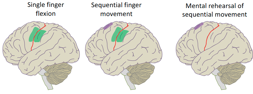 <p>SMA (purple) is active during complex learned movement sequences, even when they are just imagined</p><ul><li><p>Green is M1</p></li></ul><p></p>