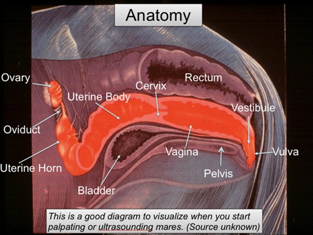 <ul><li><p>From descending colon to anus</p></li><li><p>Within <strong>pelvic cavity</strong></p></li><li><p><strong>Dorsal to reproductive organs</strong></p><ul><li><p>Shortest part of entire GI</p></li></ul></li></ul><p></p>