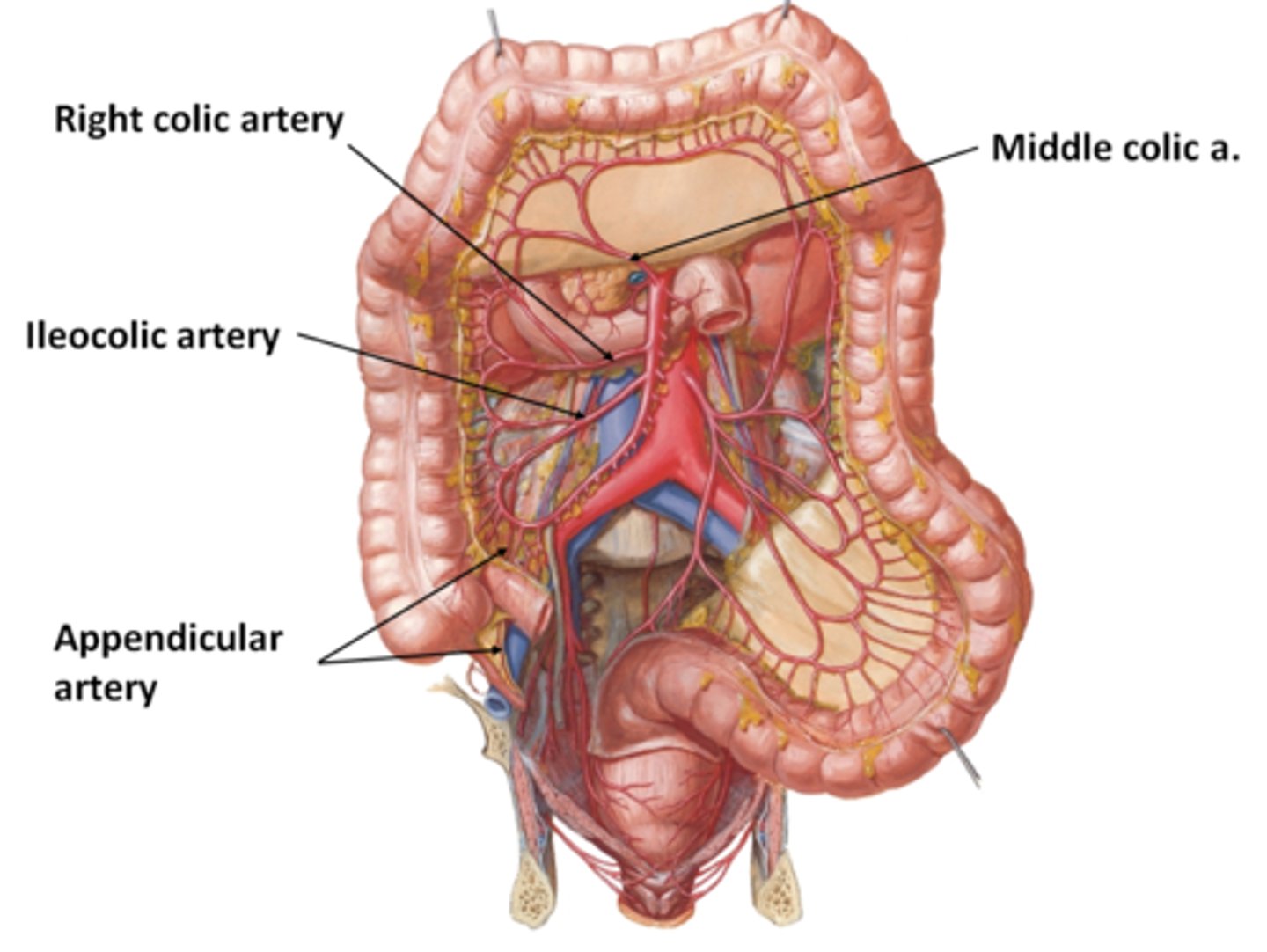 <p>Ileocolic supplies cecum, also gives off appendicular artery to appendix</p><p>Right colic supplies ascending colon</p><p>Middle colic goes to the right colic flexure</p>