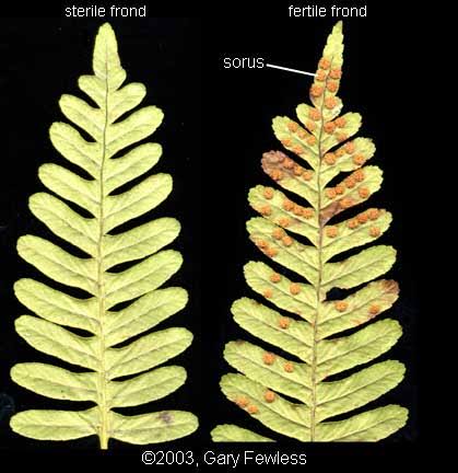 <p>Fertile fronds</p>