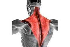 <p><span>draws scapula caudally + medially<br>origin: thoracic vertebrae<br>insertion: scapula</span></p>