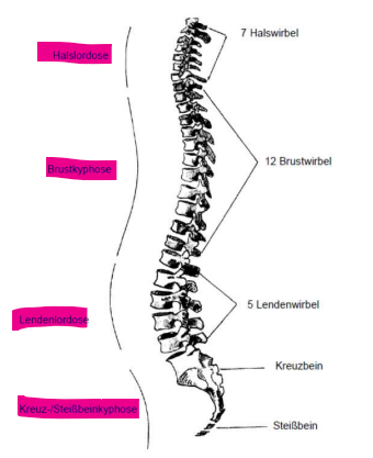 <ul><li><p>Stützorgan</p></li><li><p>Beweglichkeit nötig</p></li><li><p>Gewicht des Körper abpuffern</p></li><li><p>S-Form</p><ul><li><p>Hals<mark data-color="#NaNNaNNaN" style="color: inherit;">lordose</mark> → Biegung nach vorne</p></li><li><p>Brust<mark data-color="green" style="background-color: green; color: inherit;">kyphose</mark> → gegenläufige Biegung</p></li><li><p>Lenden<mark data-color="#NaNNaNNaN" style="color: inherit;">lordose</mark></p></li><li><p>Kreuz-/Steißbein<mark data-color="green" style="background-color: green; color: inherit;">kyphose</mark></p></li></ul></li></ul><p></p>
