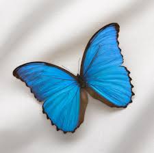 <p>What are the main features of insects?</p>