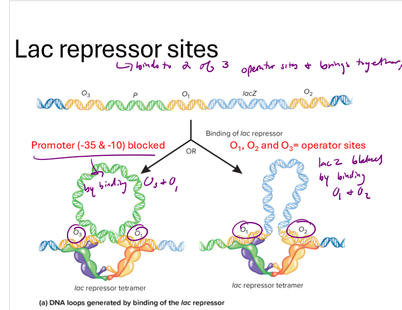 <p>Describe the lac operon including:</p><ul><li><p>genes involved and what they encode for, including regulator genes</p></li><li><p>lactose metabolism proteins/sugars</p></li><li><p>how lac repressor proteins work</p></li><li><p>role of CAP and cAMP</p></li></ul><p></p>