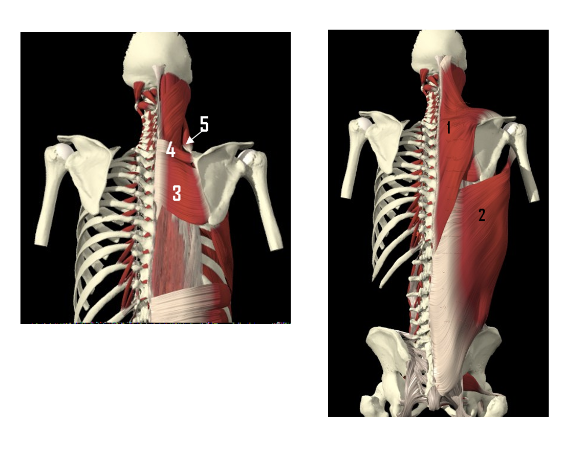 <p>Musculi latissimus dorsi</p>