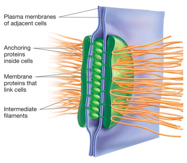 <ul><li><p>consist of integral membrane attachment proteins forming bridges between anchoring proteins inside adjacent cells</p></li><li><p>intermediate filaments reinforce desmosomes by attaching to the anchoring proteins in the cytoplasm which forms a continuous structural support system between the cells in the tissue</p></li></ul>