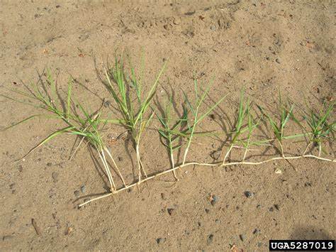 Torpedo grass