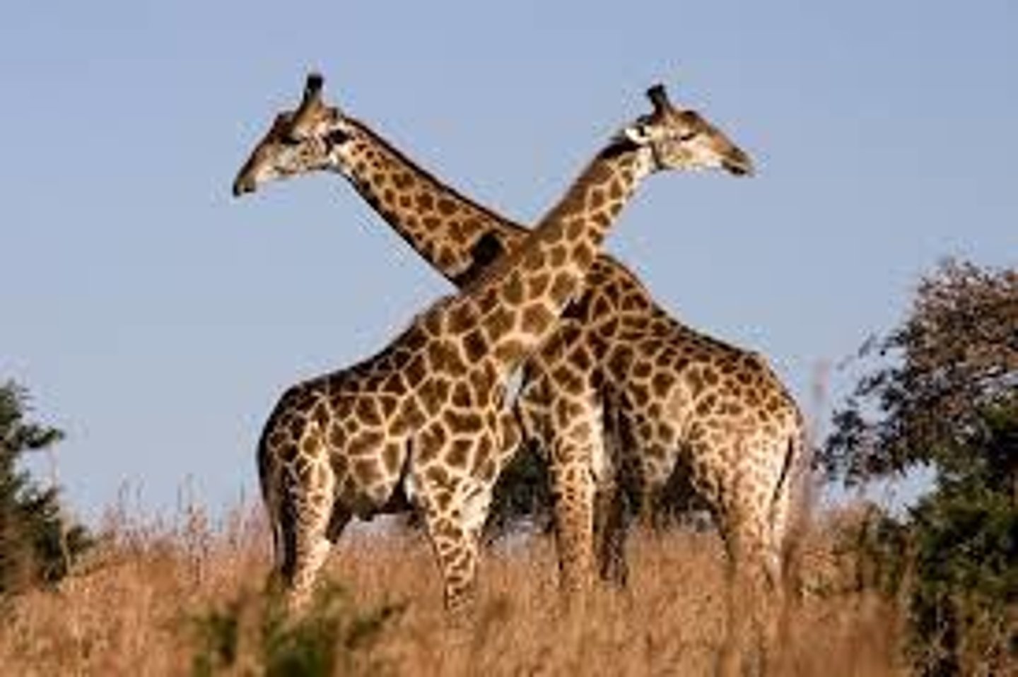 <p>giraffe</p>