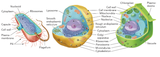 <p><strong>Nucleus: </strong>contains chromosomes (chromatids) and the Nucleolus (assembles ribosomes)</p><p><strong>Mitochondria: </strong>Responsible for many of the metabolic reactions involved in energy conversion and production of ATP, peroxisomes and lysosomes (has their own DNA)</p><ul><li><p><strong>Lysosome:</strong> involved in degradation and detoxification of macromolecules</p></li><li><p><strong>Peroxisomes: </strong>contains enzymes for forming or destroying peroxides</p></li></ul><p><strong>Chloroplasts: </strong>organelles that converts light energy into chemical energy (has their own DNA)</p><p><strong>Vacuole: </strong>stores metabolites and also isolates molecules that might be harmful to the cell—similar to lysosomes</p><p><strong>Ribosomes: </strong>A large RNA-protein complex that mediates protein synthesis</p><p><strong>Cytoskeleton: </strong>A network of intracellular filaments, consisting of oligomeric proteins, that maintains cell structure.</p><ul><li><p><strong>Microtubules: </strong>Cable-like component of the cytoskeleton that enables an animal cell to move by extending the plasma membrane in one direction while retracting it at the opposite end of the cell</p></li></ul><p><strong>Endoplasmic reticulum: </strong>sequester ribosomes for protein synthesis</p><p><strong>Golgi apparatus: </strong>membrane structure required for protein translocation within the cell and in facilitating protein secretion at the plasma membrane</p><p></p><p></p>