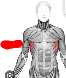 <p>what muscle is this?</p>