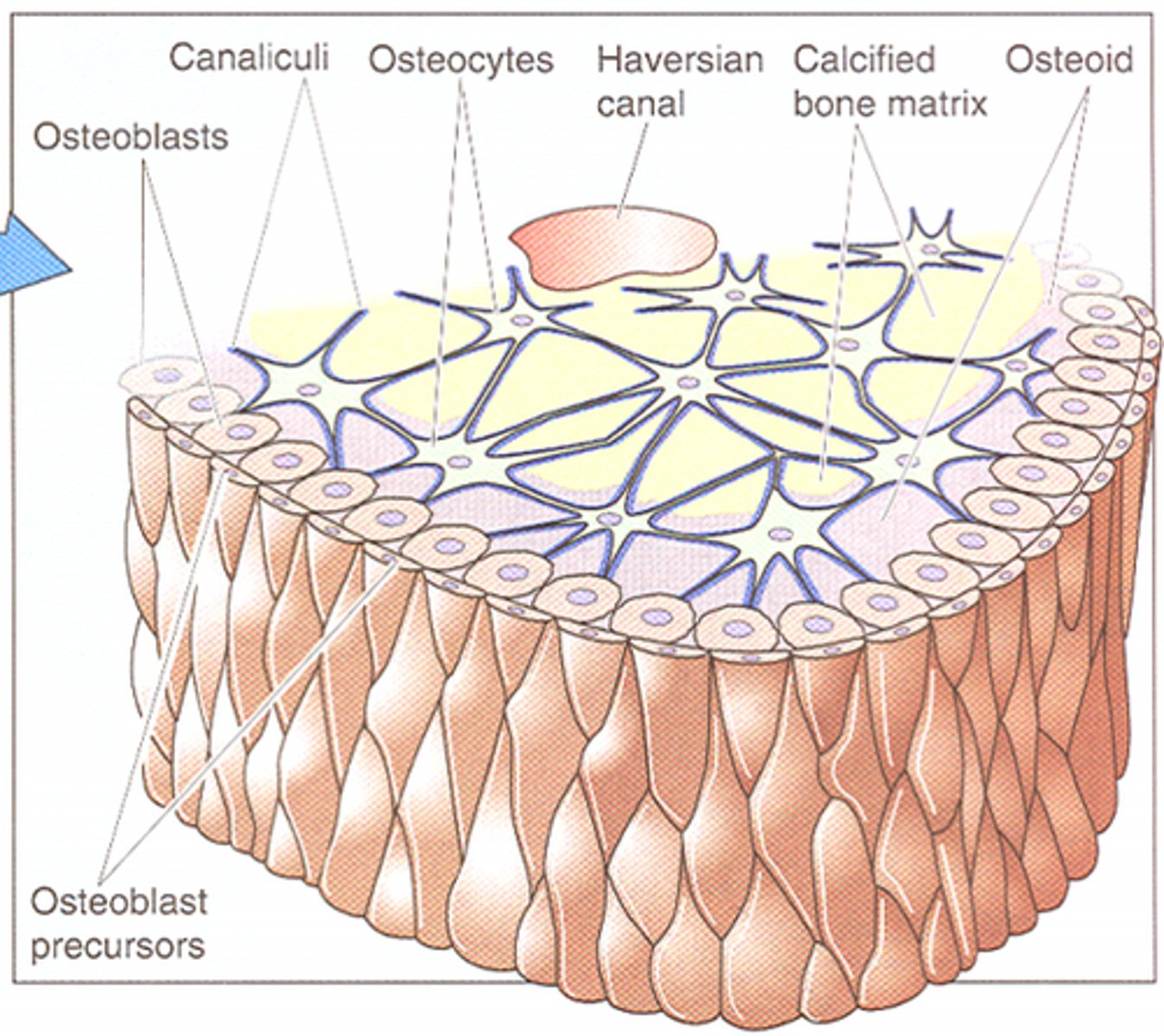 <p>Består av osteoblaster, osteocyter, osteoclaster och ECM</p>