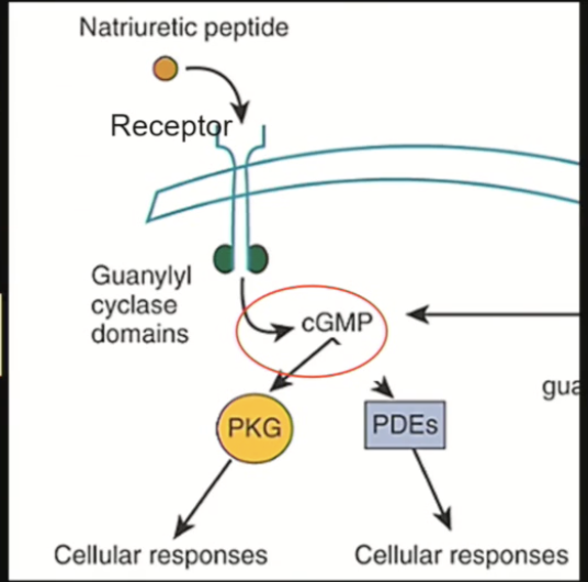 <ul><li><p><span><span>Receptor activation → dimer → phosphorylation of Janus kinase and STAT (signal transducers and activators of transcription) proteins on tyrosine residues</span></span></p></li><li><p><span><span>STAT proteins translocate to the nucleus, activating transcription</span></span></p></li></ul><p></p>