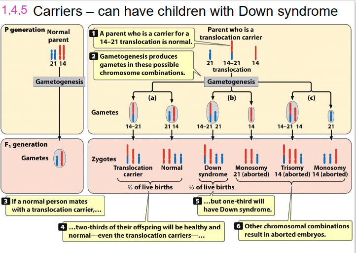 <p>LEARN THIS AGAIN, since its part of learning outcomes, there is a video on youtube she put on LMS</p><p>- trisomy 14 will be aborted, its not viable</p><p>- trisomy 21 wil be viable</p><p>- basically translocation can make it act like trisomy</p>