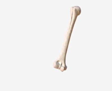 <p>BQ:WHAT IS THIS TYPE OF BONE?-</p><p>-Shaft and two ends</p><p>-LONGER THAN IS WIDE</p><p>-Thick outside layer with a marrow filled cavity.</p><p>-The ends of the bone contain spongy bone.</p><p>*RIGHT HUMERUS SHOWN</p>