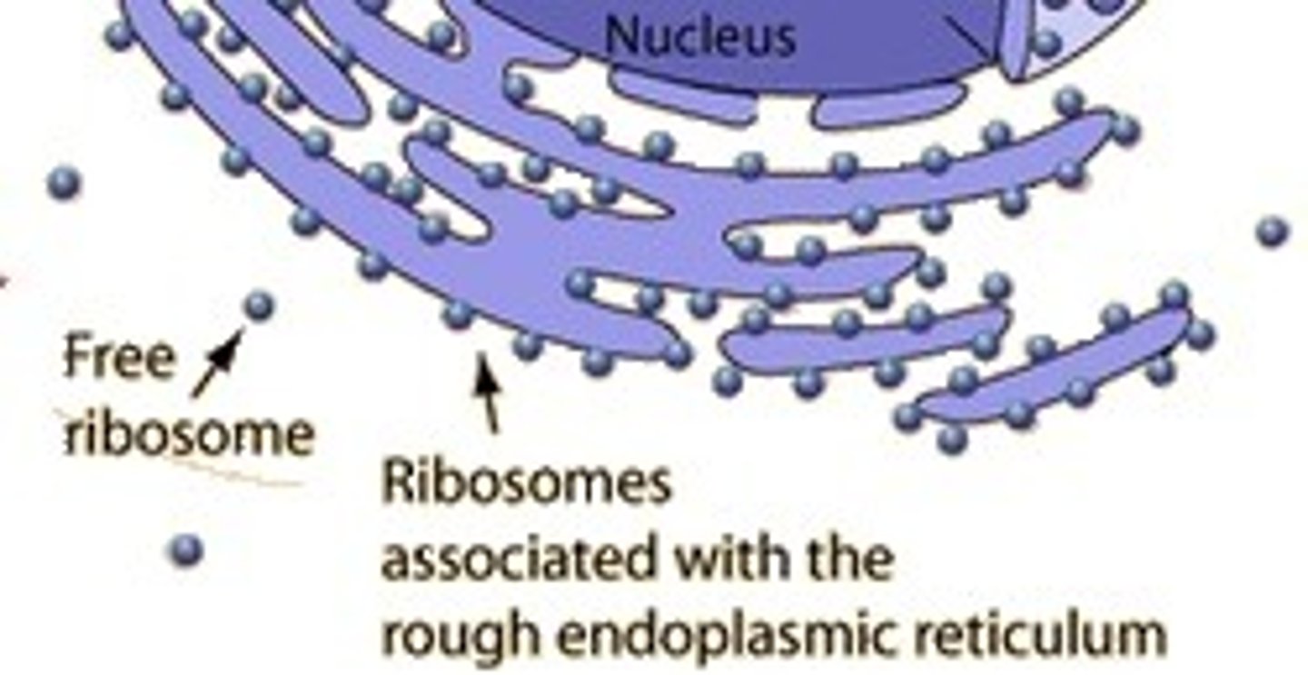 <p>Ribosome</p>