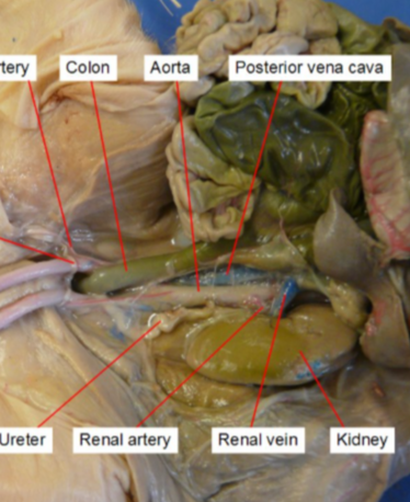 <p>transport deoxygenated blood from the body back to the heart.</p>