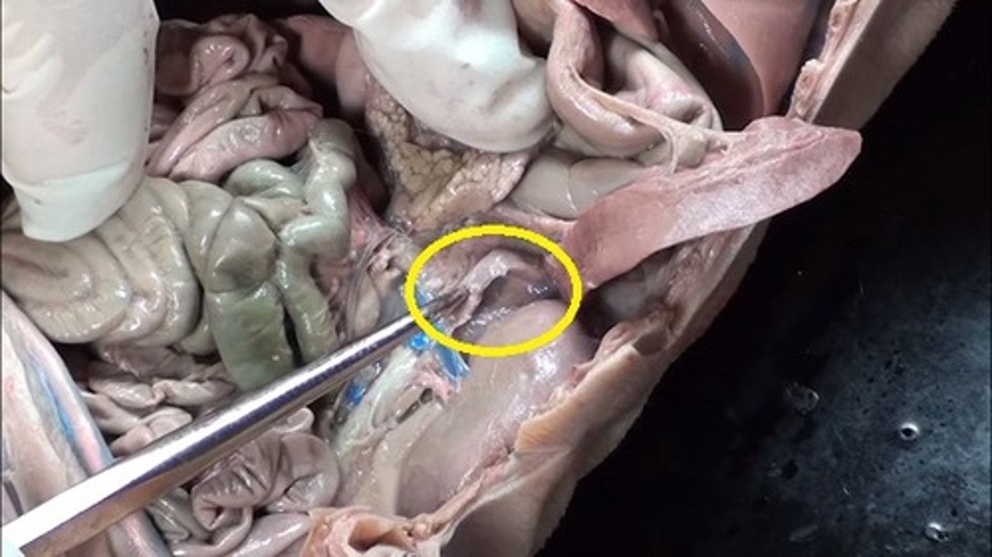 <p>What is the function of the Adrenal Gland?</p>