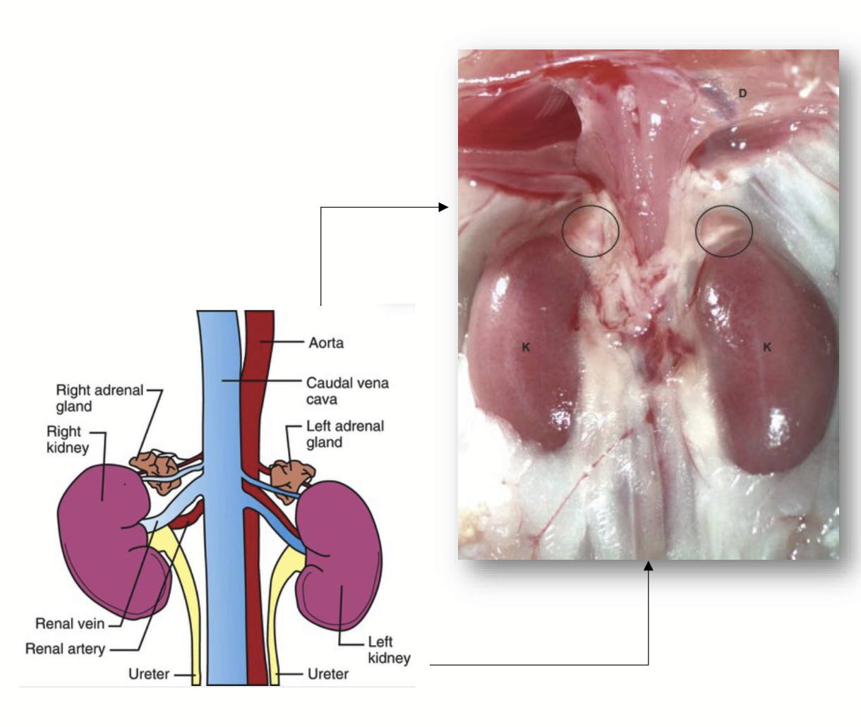 <p>Major endocrine glands found cranial and proximal to the kidneys.</p><p>Appear to be single structures, but they are actually two glands → has <strong>outer adrenal cortex</strong> and <strong>inner adrenal medulla</strong>, which have different structures and functions.</p><p>Stimulated and controlled by <strong><u>ACTH</u></strong>, a hormone produced by the anterior pituitary.</p><p><u>Produces three main groups of hormones:</u></p><ol><li><p><strong>Glucocorticoid hormones</strong></p></li><li><p><strong>Mineralocorticoid hormones</strong></p></li><li><p><strong>Sex hormones (small amounts)</strong></p></li></ol><p></p>