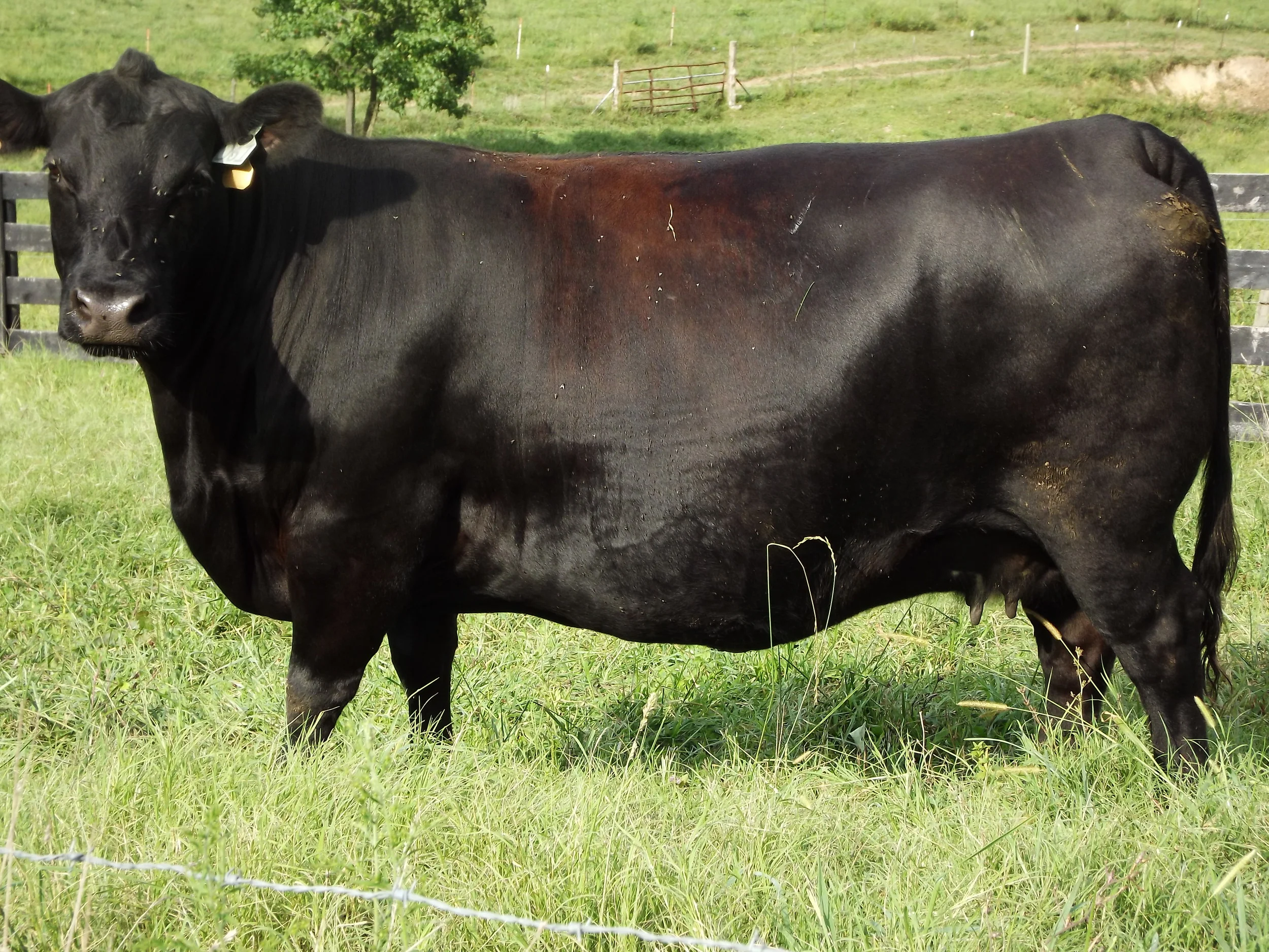 <ul><li><p>large, muscular, polled</p></li><li><p>avg mkt weight: 1000 - 1300lbs</p></li><li><p>solid black</p></li><li><p>small calves</p></li></ul><p></p>