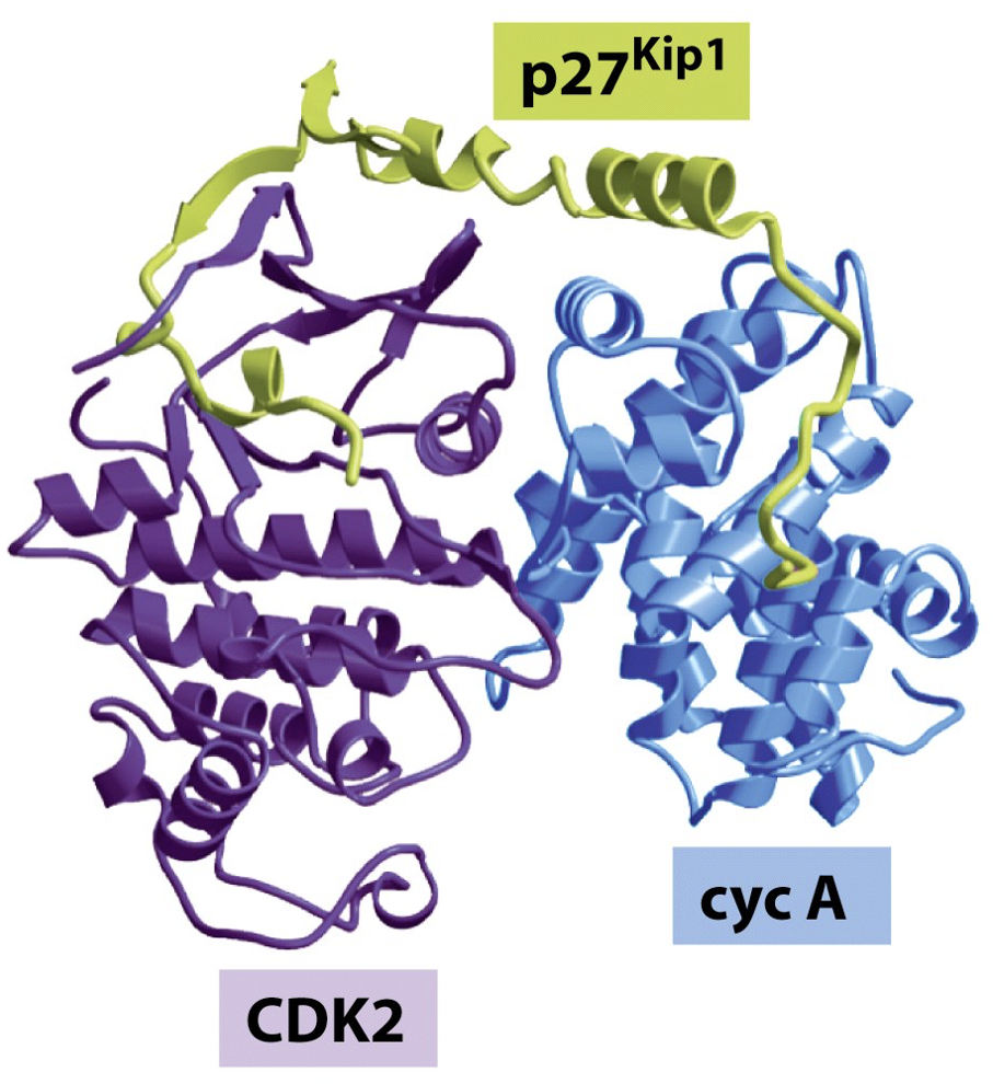 <p>Alter shape of pocket as a result</p><ul><li><p>ex: p27 Kip1 - cdk inhibitor forms c shape across proteins - blocks substrate</p></li></ul><p></p>