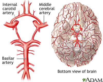 unique anatomical arrangement of blood vessels around the base of the brain that maintains perfusion of blood into the brain even if one component of the structure is blocked or narrowed
