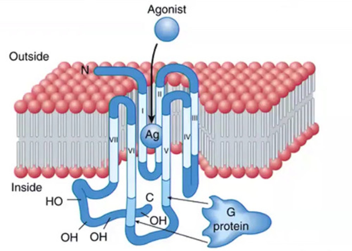 <p>G-protein coupled receptors (GPCRs)</p>