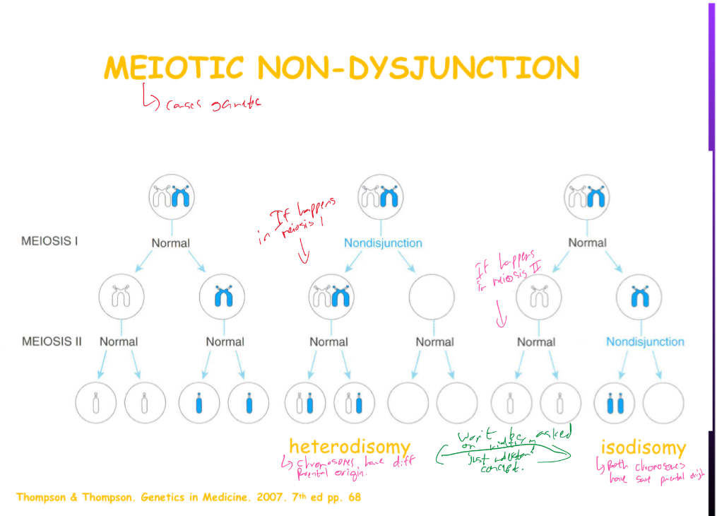 <ul><li><p>Can result in gametes that are missing a chromosome or have an extra copy of a chromosome (aneuploidy)</p></li><li><p>Heterodisomy: gamete has 2 different chromatids</p></li><li><p>Isodisomy: gametes has 2 of the same chromatids</p></li></ul>