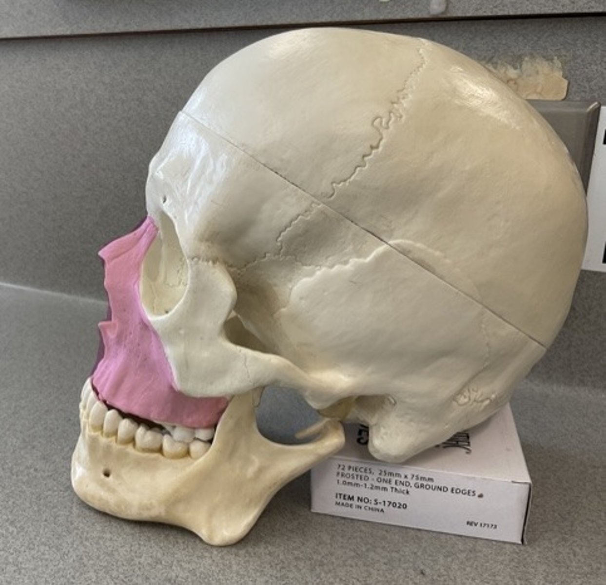 knowt flashcard image