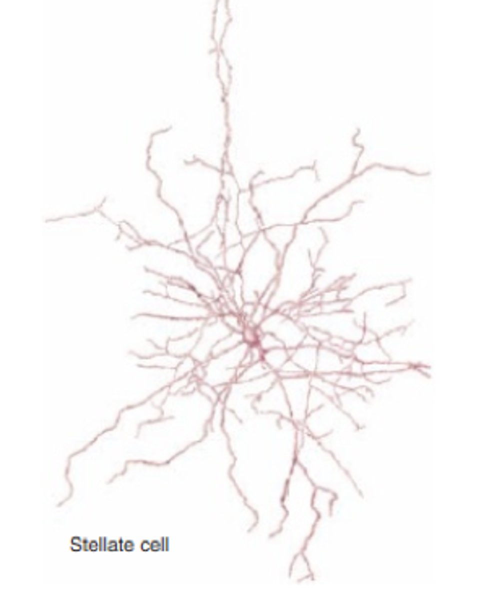 <p>A neuron characterized by a radial, star-like distribution of dendrites</p><p>-Multipolar neuron</p><p>-Found in CNS</p>