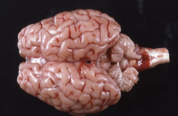 <p>What condition has this lamb got?</p>