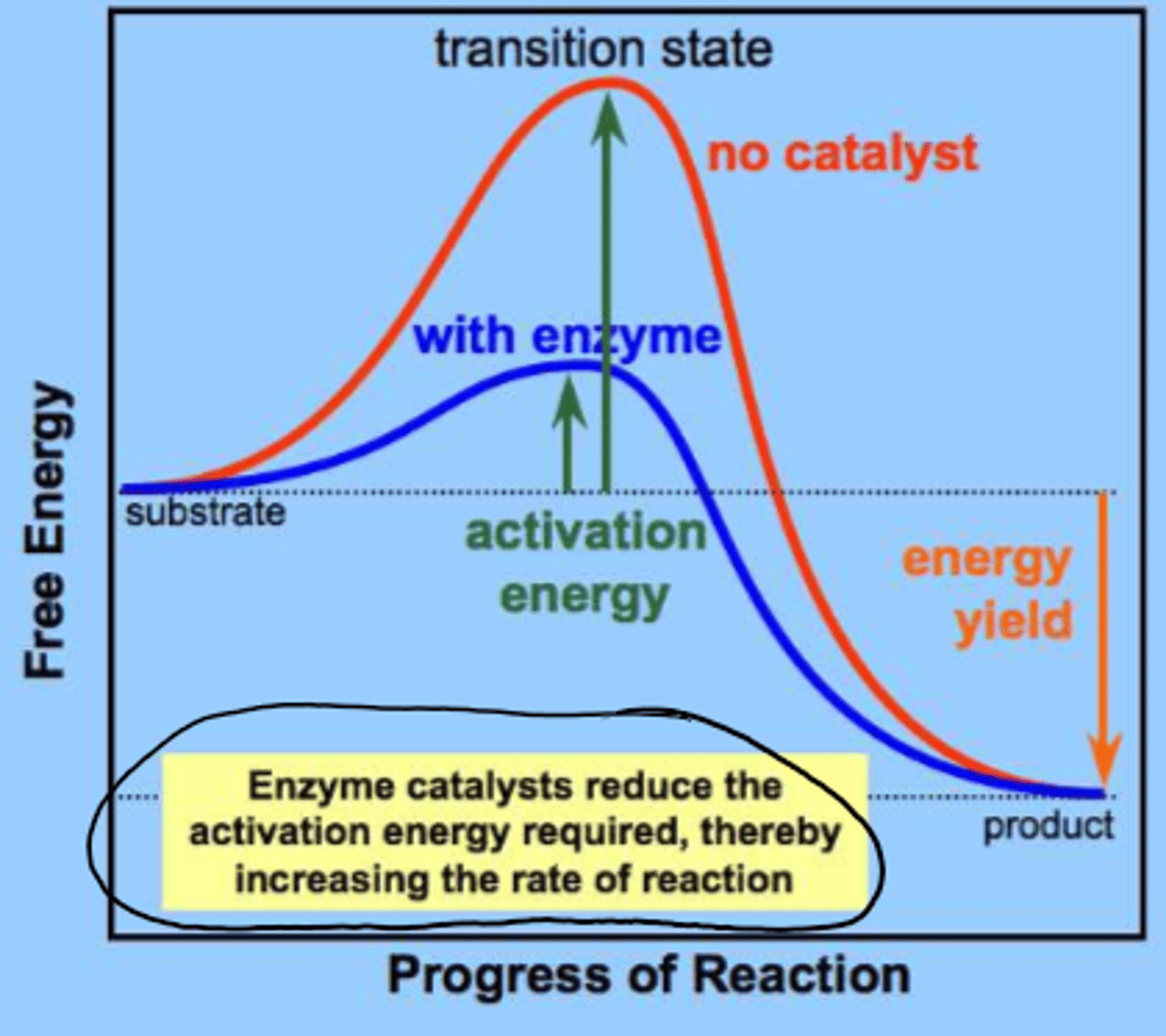 <p>transition state</p>