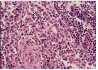<p>name of histologic slide:</p><p>Specie:</p><p>Parts</p><p>1.__ 2.__ </p><p>Stain used:</p>
