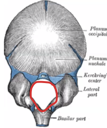 <p>Fusión de las cuatro piezas del recién nacido. El agujero que conecta la cavidad craneana con el conducto raquídeo.</p>