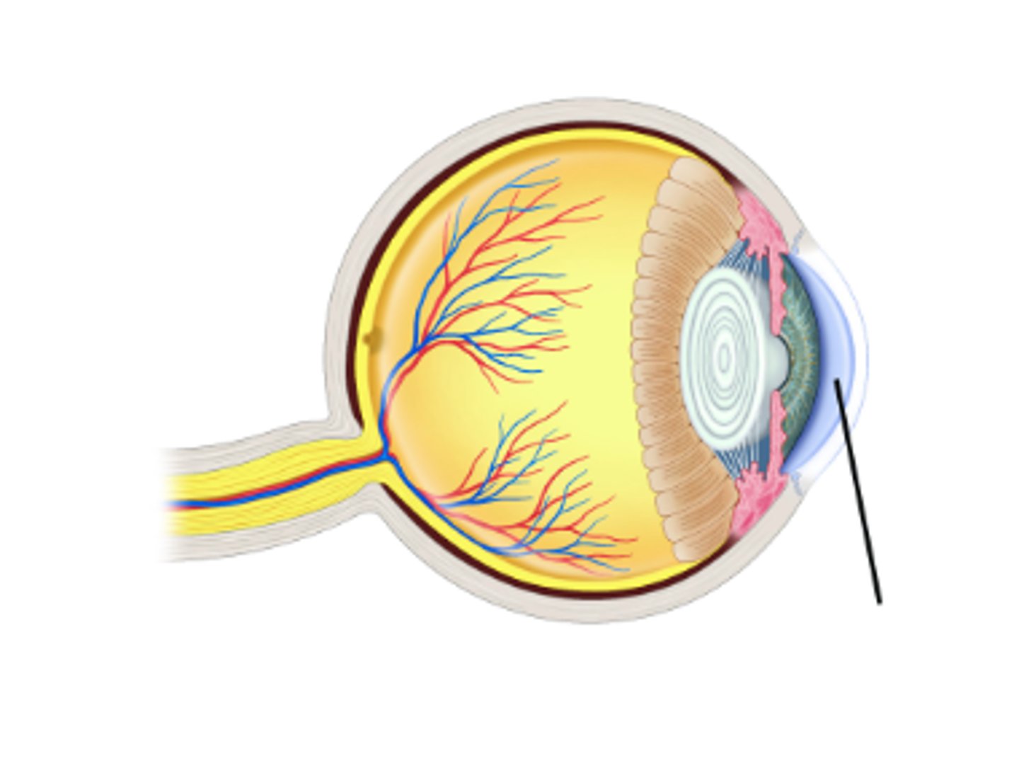 <p>Identify structure. (space)</p>