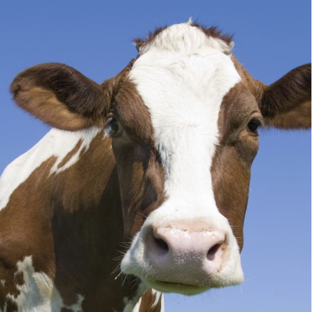 <p>severe hypophosphatemia negatively affects RBC energy metabolism and cell viability</p><p>-increased susceptibility of RBC lysis (RBCs more fragile)</p><p>-associated with copper and selenium deficiency in 1 herd</p>